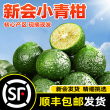 新会小青柑鲜果小金桔新鲜水果金桔柠檬奶茶店专用小青柠青桔金橘