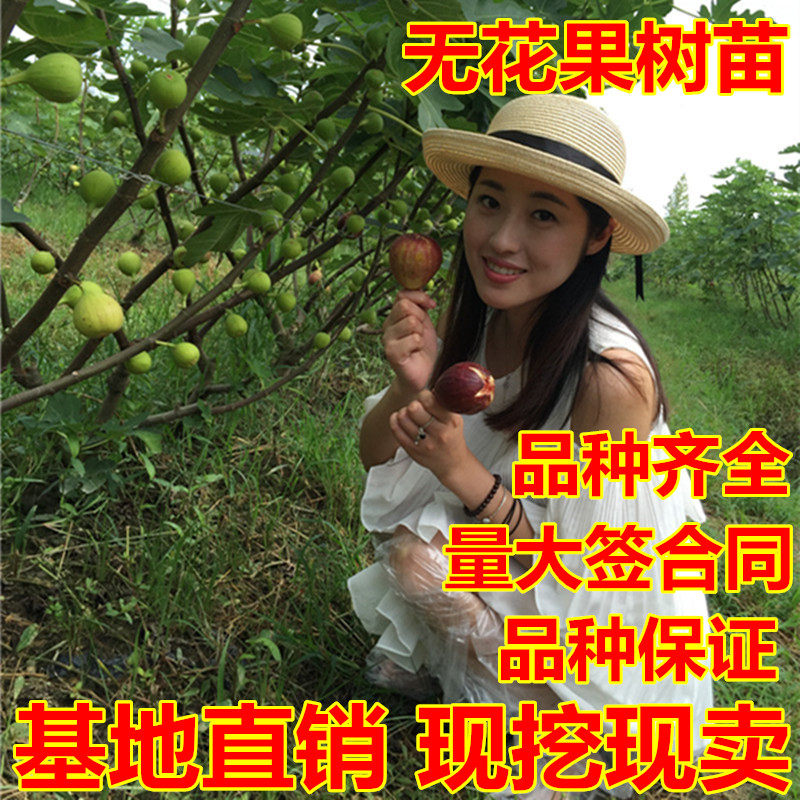 无花果树苗盆栽地栽无花果苗南北方种植庭院植物当年结果苗树苗在类目 鲜花速递/花卉仿真/绿植园艺, 花园植物/行道树/果树, 果树中 - 来自Buy2taobao.com提供专业的淘宝代购服务