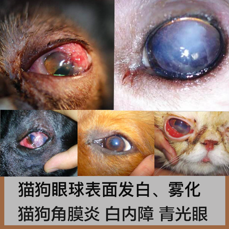 德国猫狗白内障眼药水眼睛白膜滴眼液角膜溃疡结膜炎