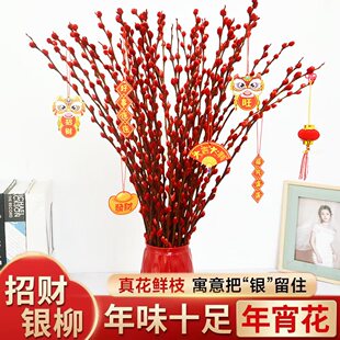 银柳真花鲜枝红柳干花红色花束摆件花卉鲜花家用插花干支室内客厅