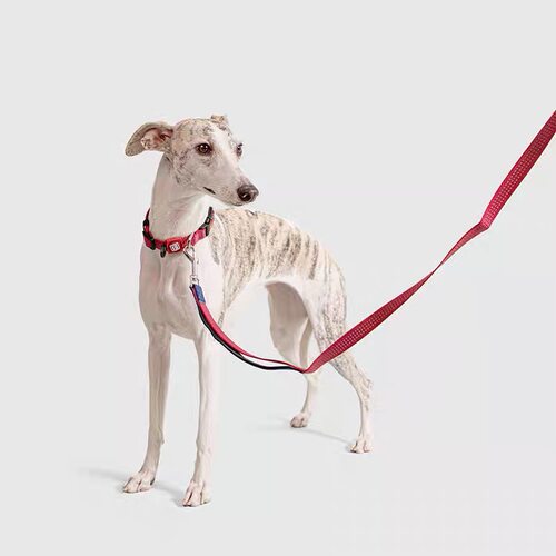 外贸GiGwi贵为狗狗牵引绳狗狗项圈小型中型犬比熊西高地狗狗用品