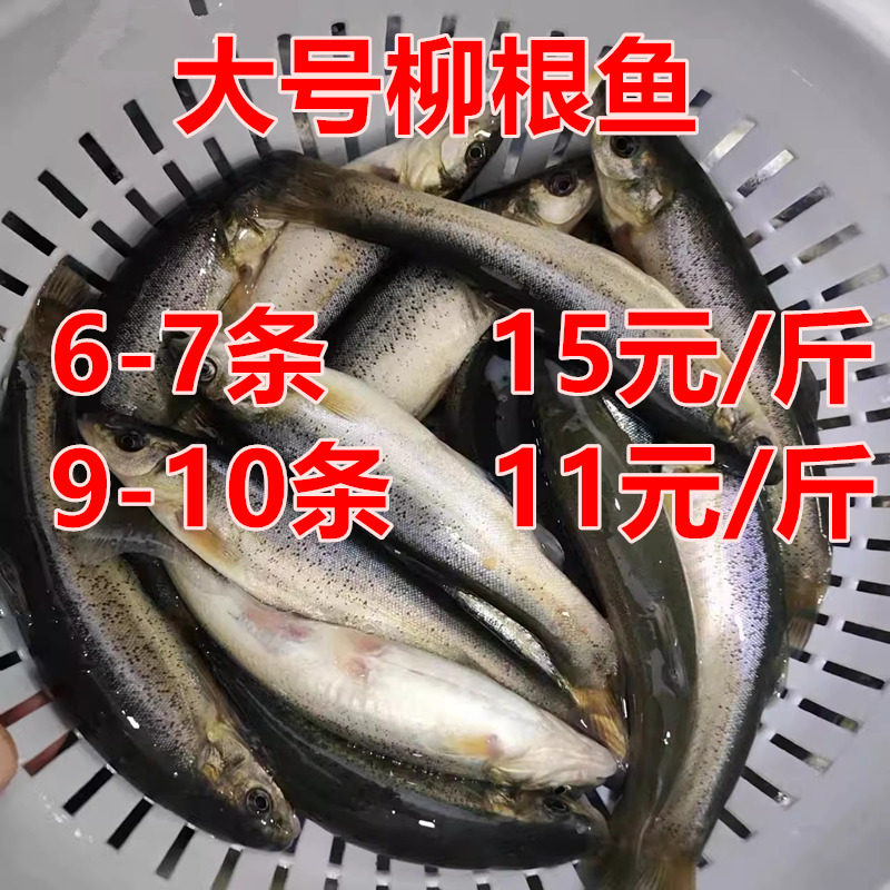 东北冷水鲜活柳根鱼特大号冷冻包邮批发,水产肉类/新鲜蔬果/熟食,淡水鱼类,淘宝优惠券,粉丝福利购,淘宝优惠卷