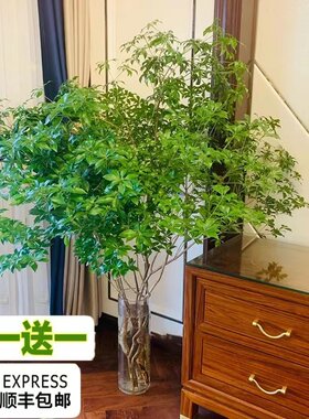 马醉木卧室客厅美观清新空气厂销