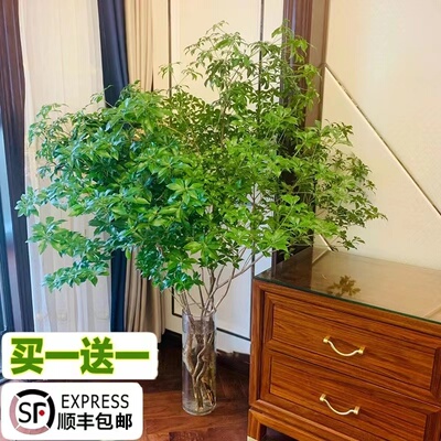 马醉木卧室客厅美观清新空气厂销