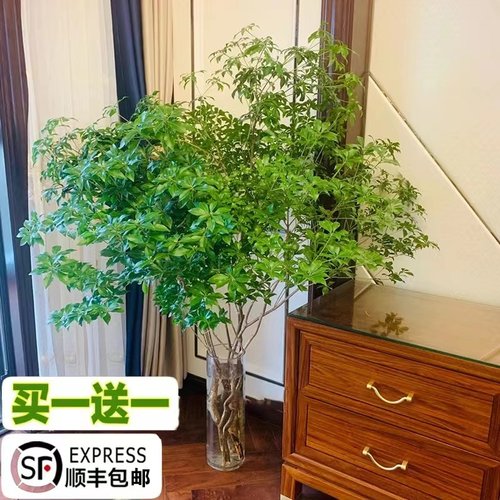 马醉木卧室客厅美观清新空气厂销