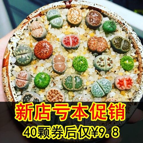 多肉植物石头花多少钱 多肉植物石头花价格 小麦优选