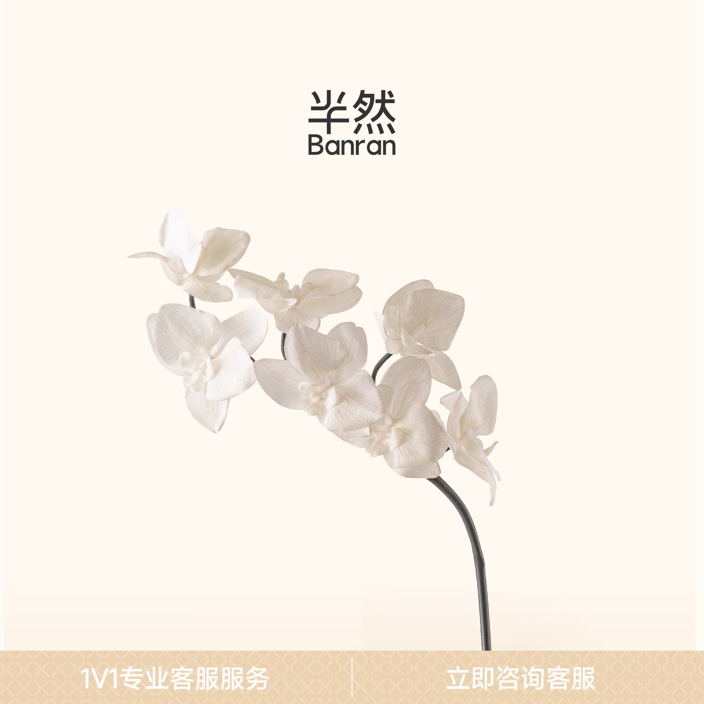 半然BANRAN仿真花蝴蝶兰假花高级感花艺摆件插花客厅高品质餐桌