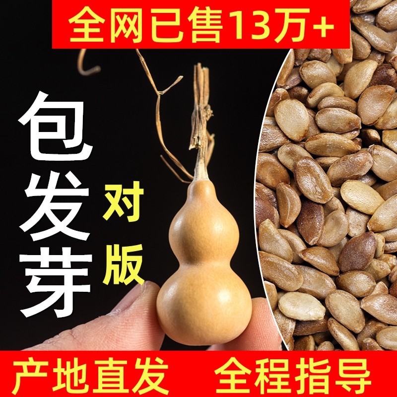 盆栽天然文玩特大小亚腰葫芦种子籽迷你手捻小八宝葫芦苗葫芦种孑