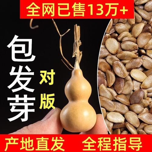 天然文玩特大小亚腰葫芦种子籽