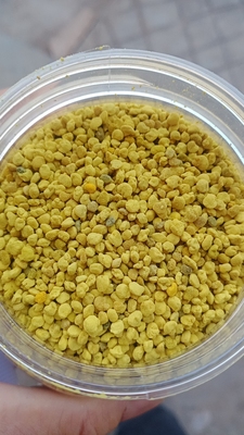 2025四川油菜蜂花粉，含有少量的果树和胡豆花粉，五斤以上包邮