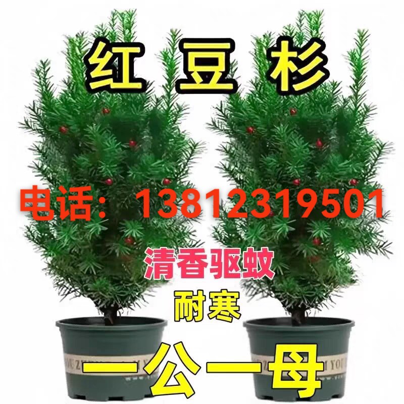 红豆杉直播选苗树苗盆栽盆景