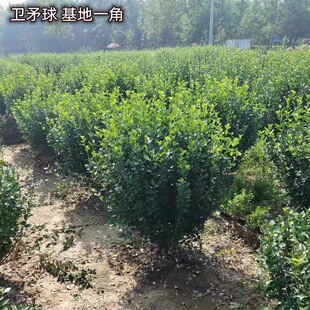 卫矛树苗工程园林绿化小苗胶东卫矛球庭院别墅围墙绿篱耐寒大叶苗
