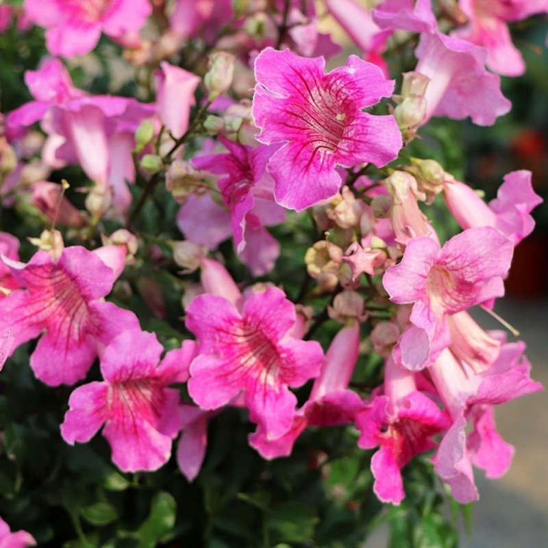 紫云藤爬藤凌霄花苗阳台庭院盆栽