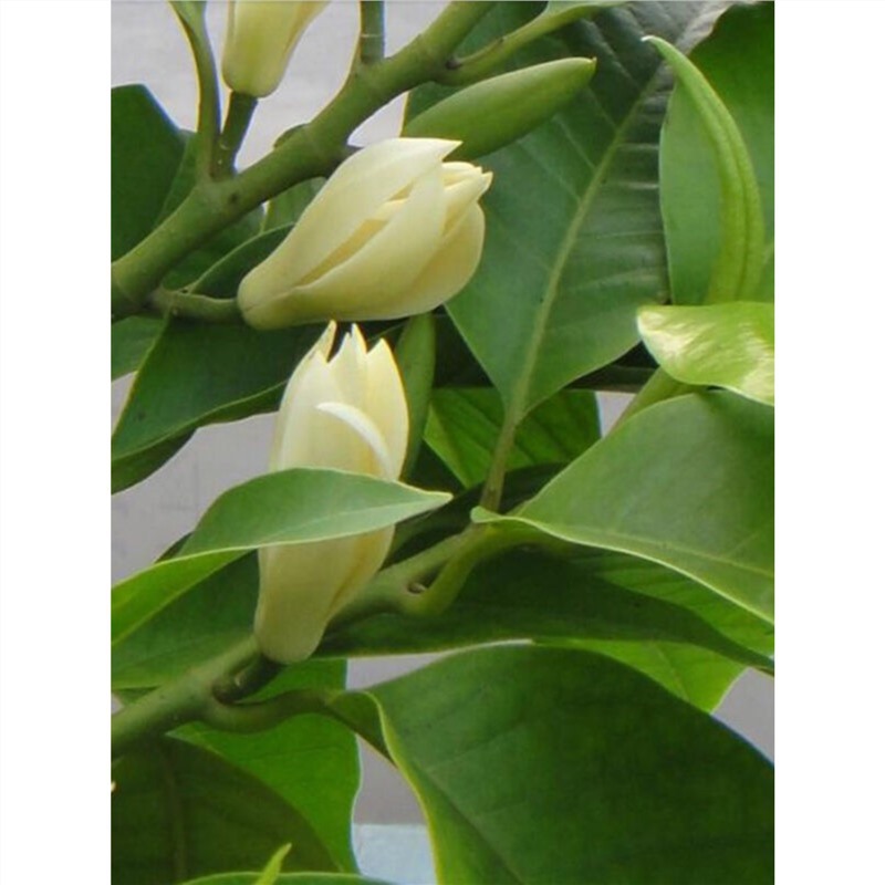 白兰花盆栽浓香室内大型绿植阳台