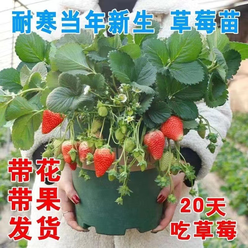 奶油草莓苗南北方室内室外种植四季结果脱毒草莓苗盆栽地栽当年结