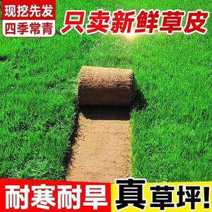 真草皮真草坪带泥土地毯草台湾草
