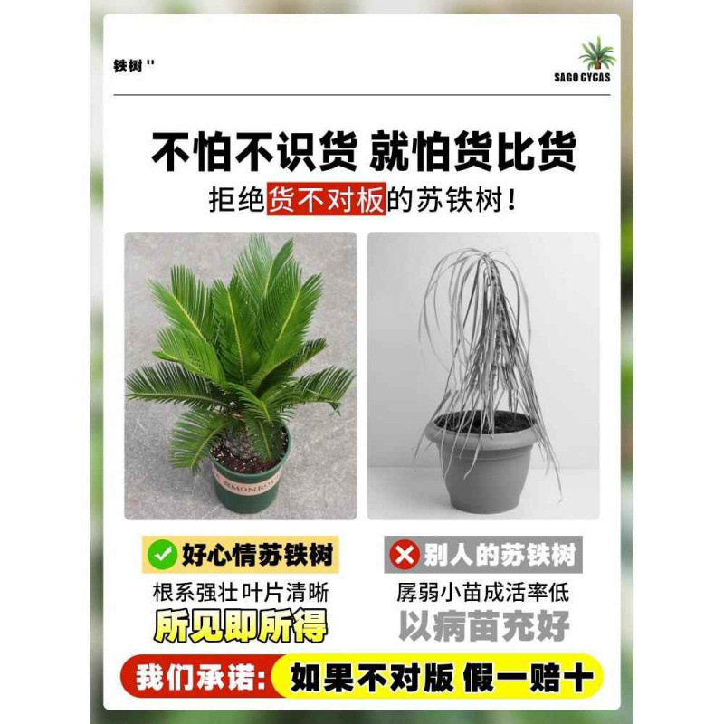 盆栽植物小树苗苏铁四季常青室内