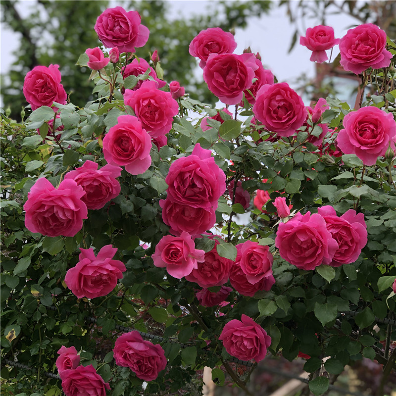 爬藤月季大U行藤本月季玫瑰花苗