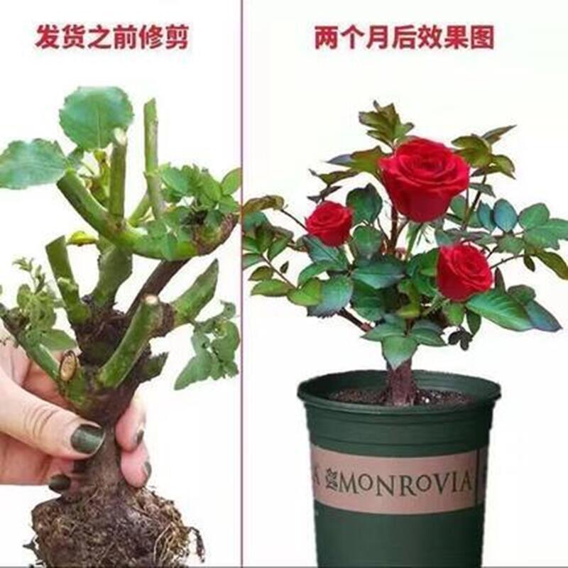 玫瑰花苗老苗蔷薇大苗老桩月季苗