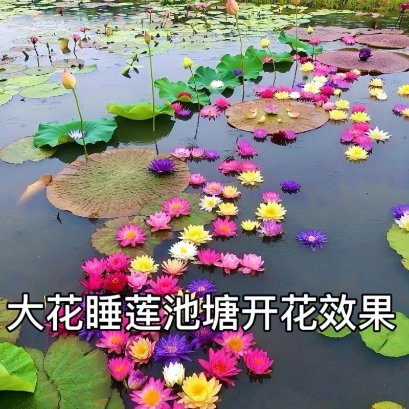 大睡莲花大块根块池塘水池水培植