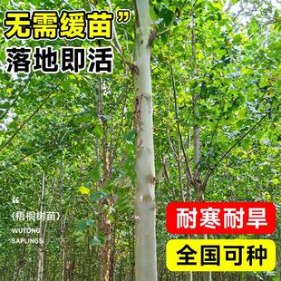 梧桐树树苗青桐法桐南北方种植四季常青庭院景观树悬铃木绿化苗木