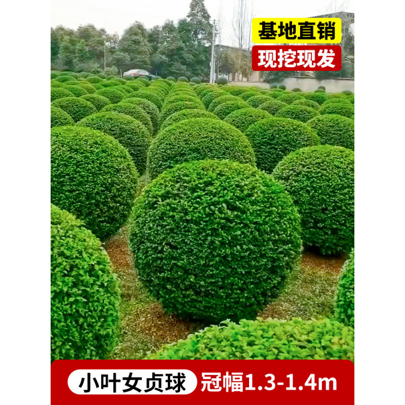 小叶女贞造型树苗大叶黄杨冬青球