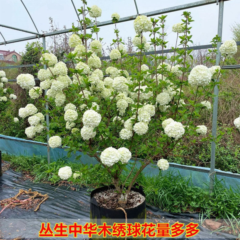 中华木绣球带土特大号老桩带花苞图片