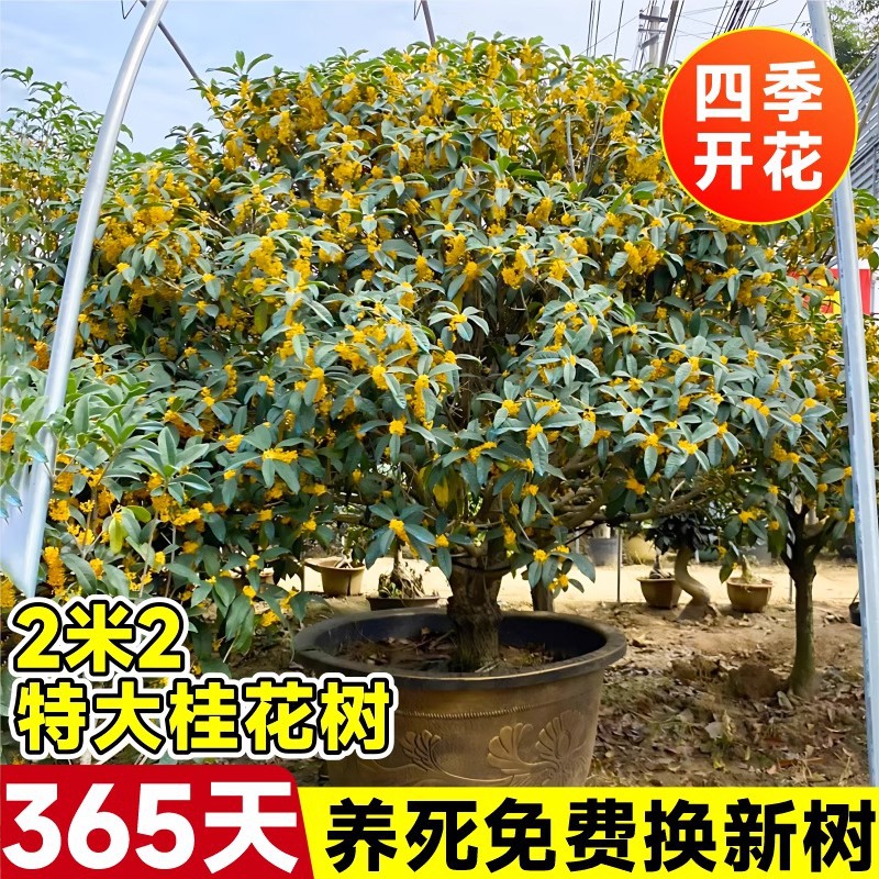 桂花树苗大树庭院地栽四季桂金桂