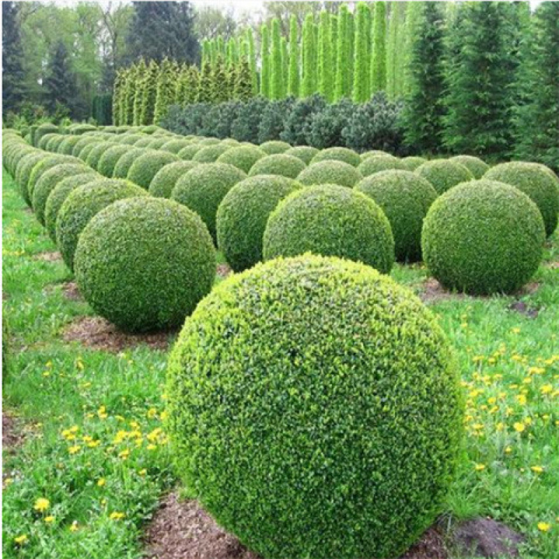 小叶女贞造型树苗黄杨冬青球小叶