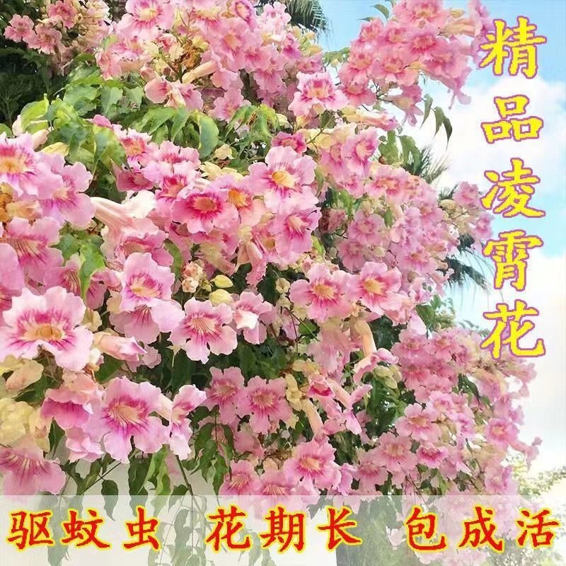 凌霄花苗盆栽爬藤植物攀爬树桩藤