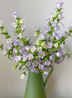 紫色风铃花鲜花云南直发小众花材家用水培插花风铃草鲜切花花束