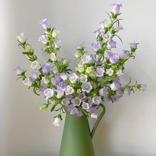 风铃花鲜花云南直发风铃草鲜切花