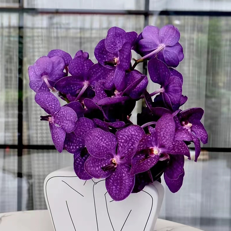 胡姬花鲜花水培兰花插花鲜切