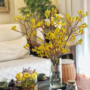 袋鼠爪鲜花云南直发红色黄色室内插花配花材花期长鲜切花基地花束