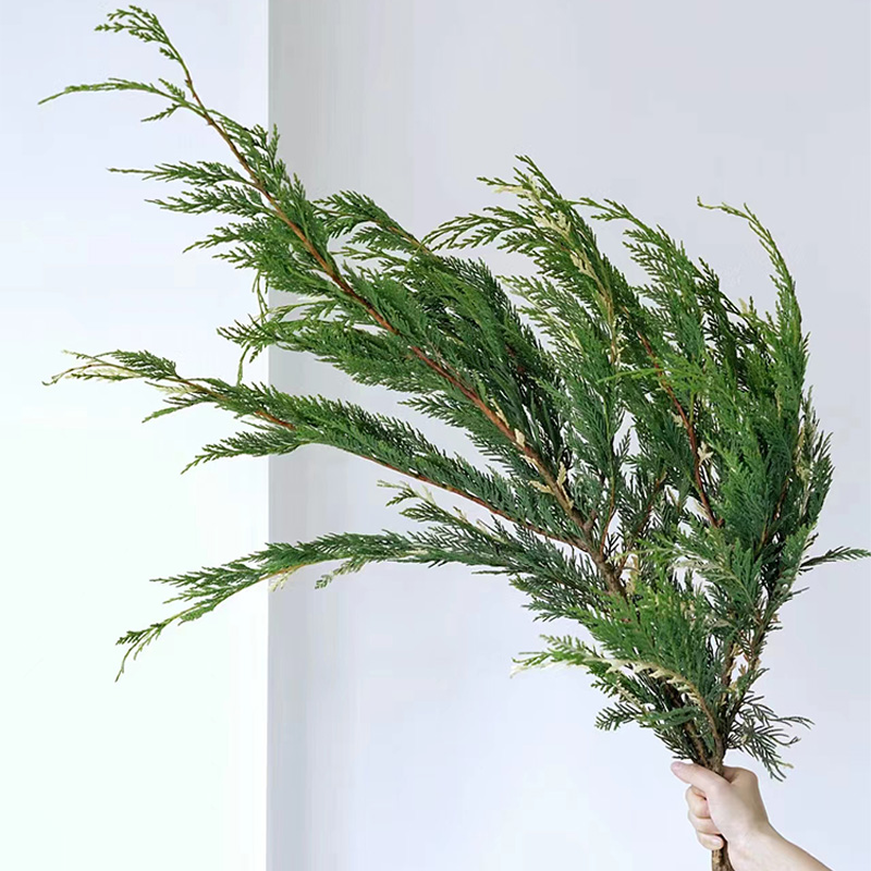 金线柏云南鲜花基地直发水培花卉