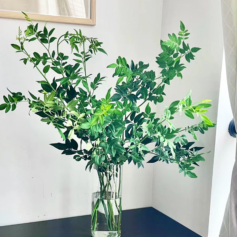 九星叶绿植鲜花云南基地直发家用水培新鲜插花配花配草鲜切枝条图片