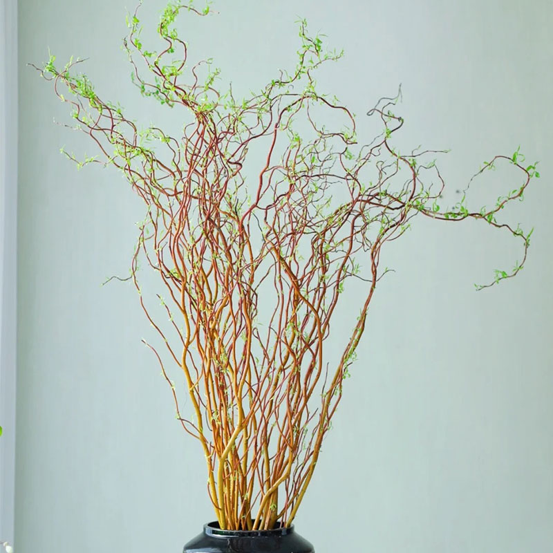 黄金龙柳鲜枝水培植物国风高级感