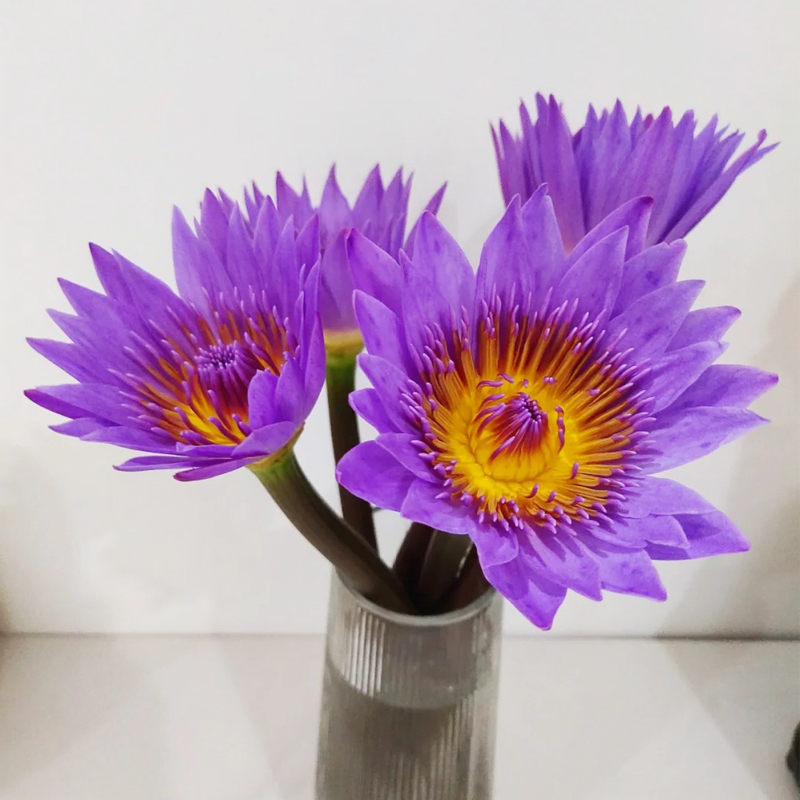 黑美人睡莲鲜花顺丰包邮