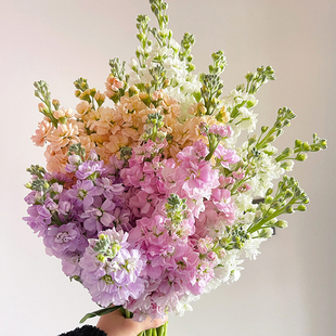 紫罗兰鲜花云南直发花束花然严品室内装饰绿植水培植物插花鲜切花