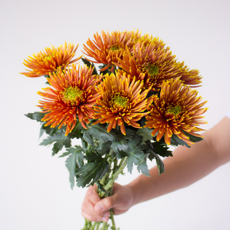 绿天赞安娜菊烟花菊鲜花云南直发黄色插花花期超长鲜切花菊花真花