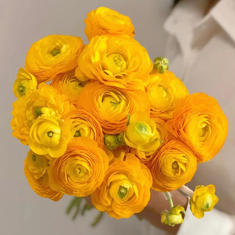 鲜切花洋牡丹鲜花花毛茛