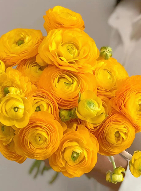 花毛茛洋牡丹鲜花云南直发室内水培插花黄色a级洋牡丹花束鲜切花