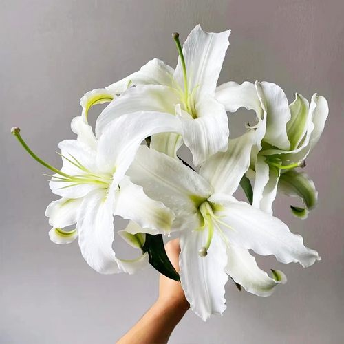 西伯利亚百合花鲜花赞美诗黄天霸