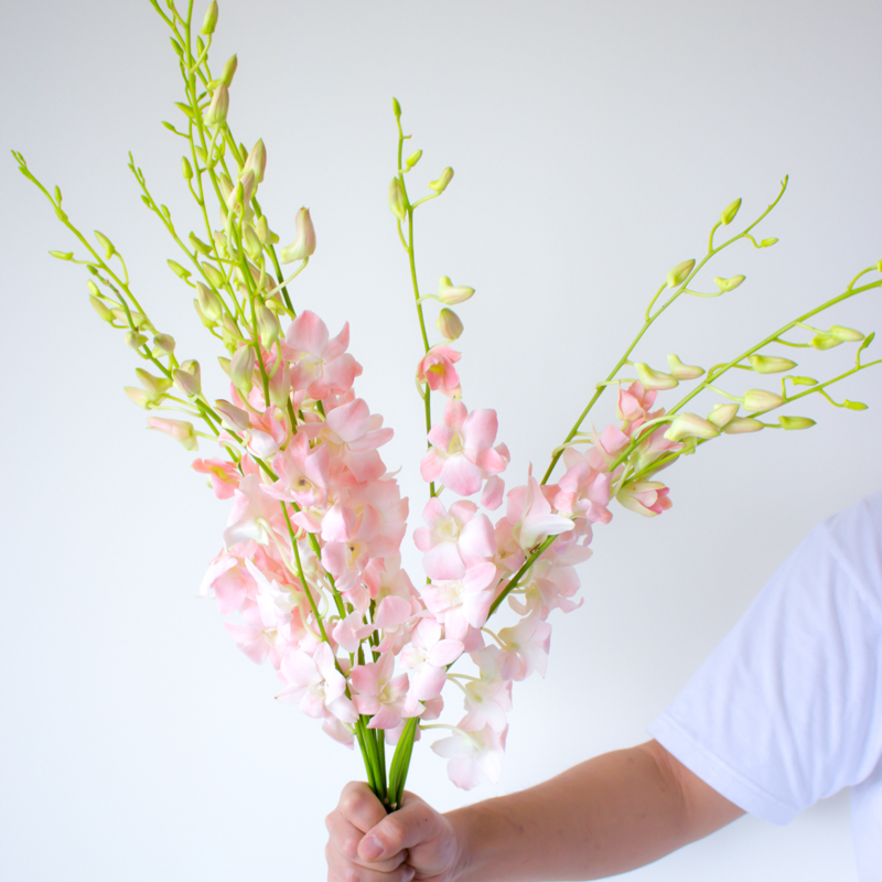 洋兰鲜花水养插花千代兰进口花