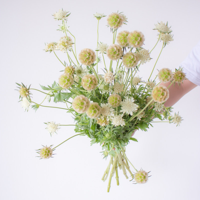 风车果鲜花花束云南直发花然严品室内水培植物花材干花插花鲜切花