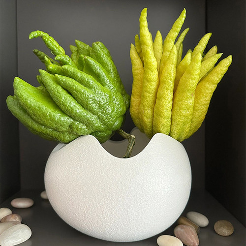 水培佛手柑鲜果新鲜带枝香味清新