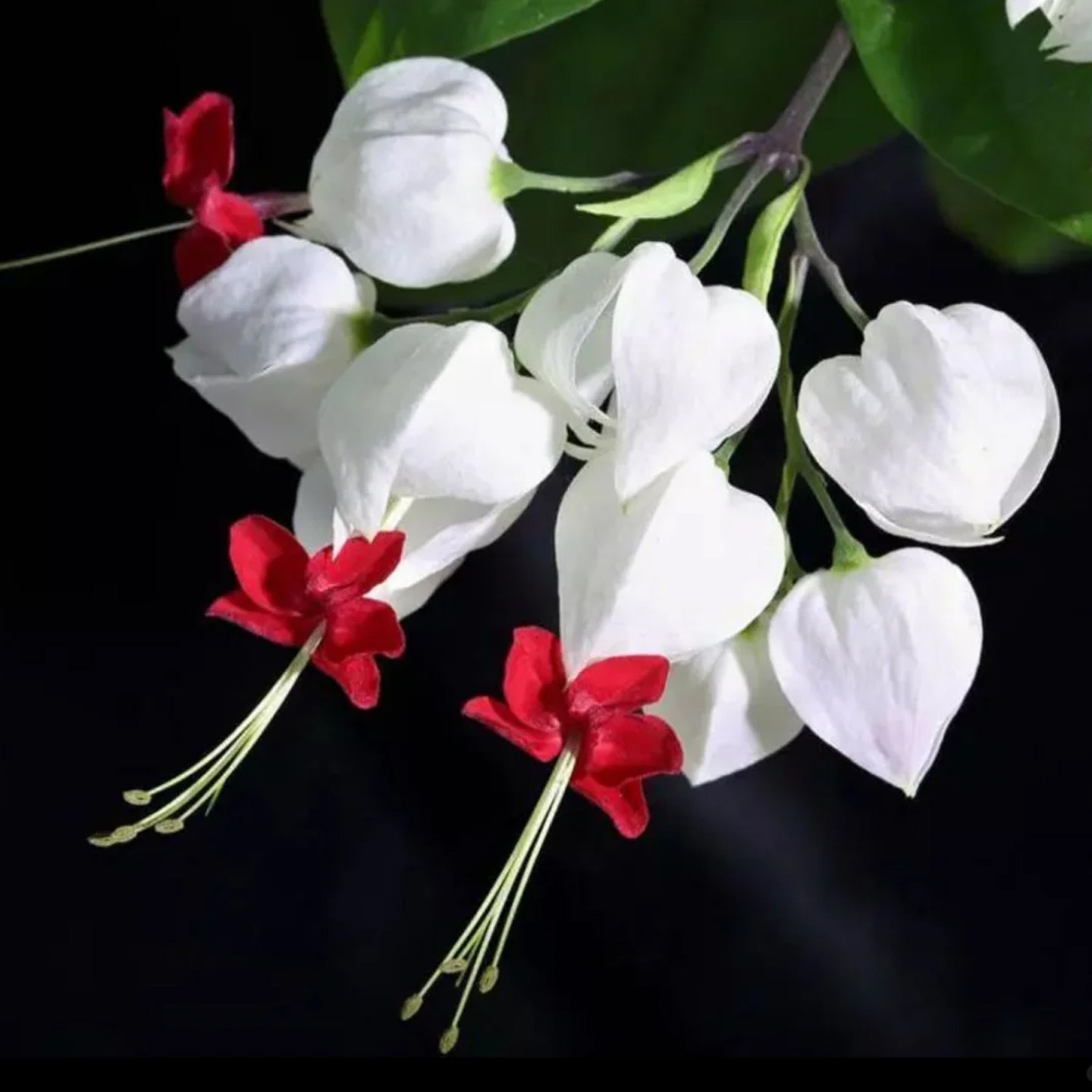 龙吐珠鲜花花束云南基地直发办公室室内水养瓶插新鲜水养花束