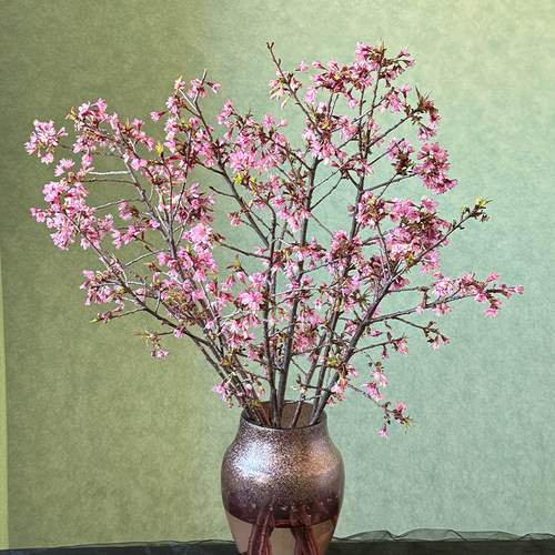 水培鲜切枝冬樱花室内水养鲜插花