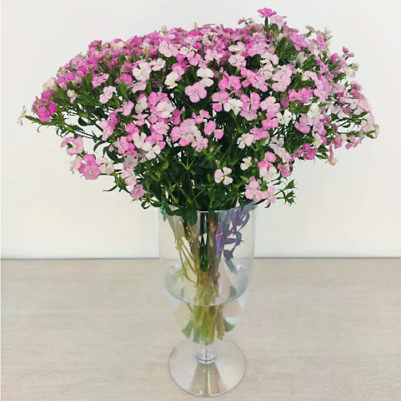 相思梅鲜切花昆明基地发顺丰包邮