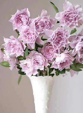 梦金鹏幻紫玫瑰鲜花云南基地直发小粉兔单头鲜切花紫色玫瑰花插花